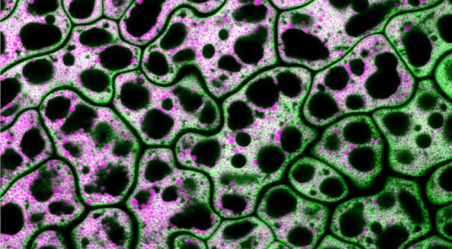 Research Image